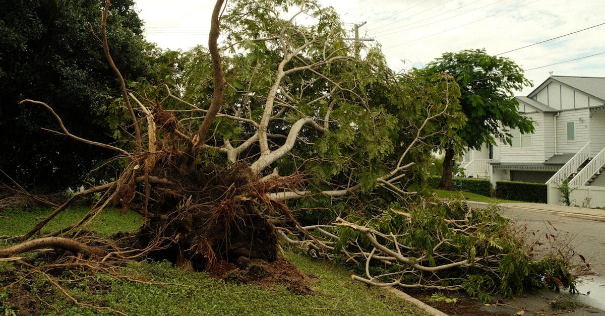 Cover Image for Multiple Trees Down After a Storm: How Insurance Handles It